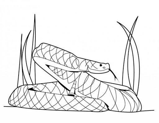 Anaconda coloring book is waiting for food